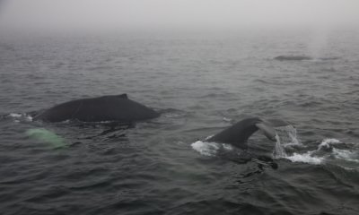 Whale Watching in the fog IV