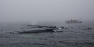 Whale Watching in the fog V