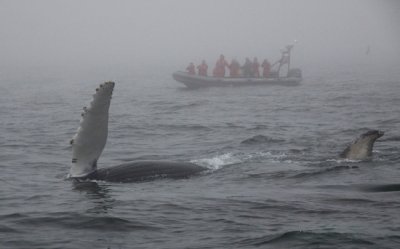 Whale Watching in the fog VI