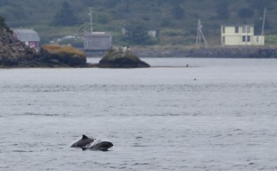 Porpoising Harbour Porpoise