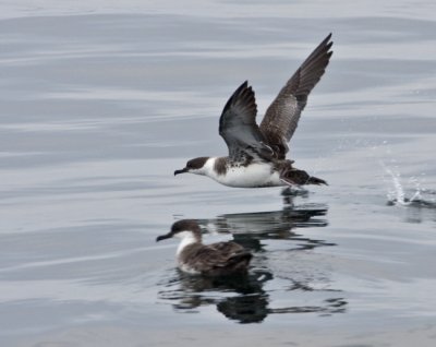 Greater Shearwaters