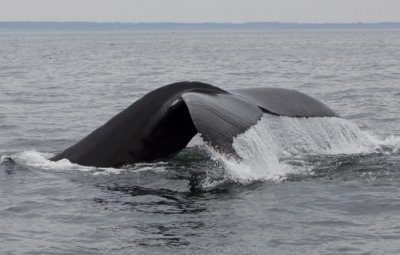 Humpback Whale II