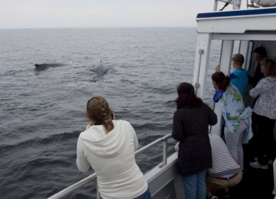 Humpback Whale III