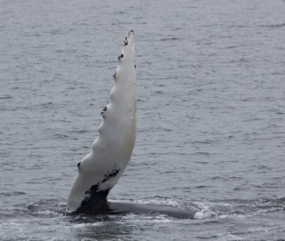 Waving Humpback III