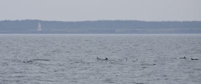 Common Dolphins I