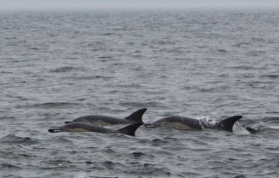Common Dolphins II