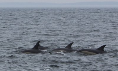 Common Dolphins III