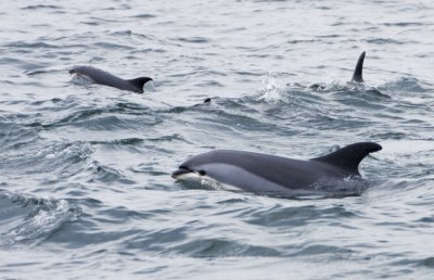 White-Sided Dolphins