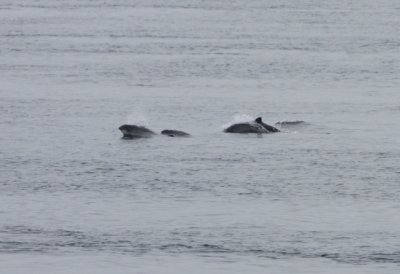 Porpoising Harbour Porpoises