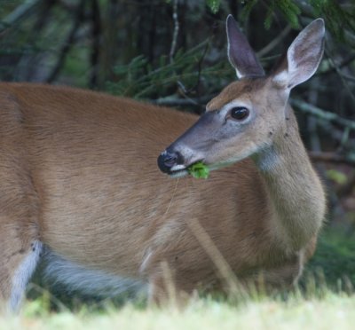 Deer
