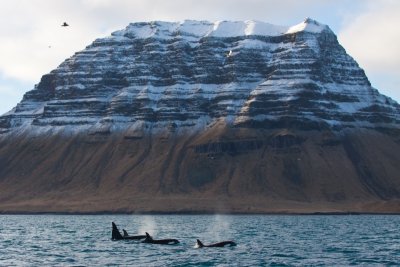 Orcas near Kirkjufell