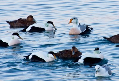 Winter Wildlife in Iceland: Orcas, Eider Ducks and Northern Lights