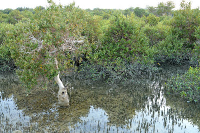 Hara Marine Forests