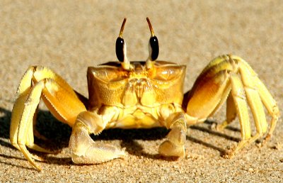 Krab
