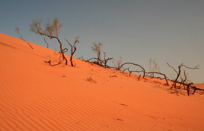 Wahiba Sands