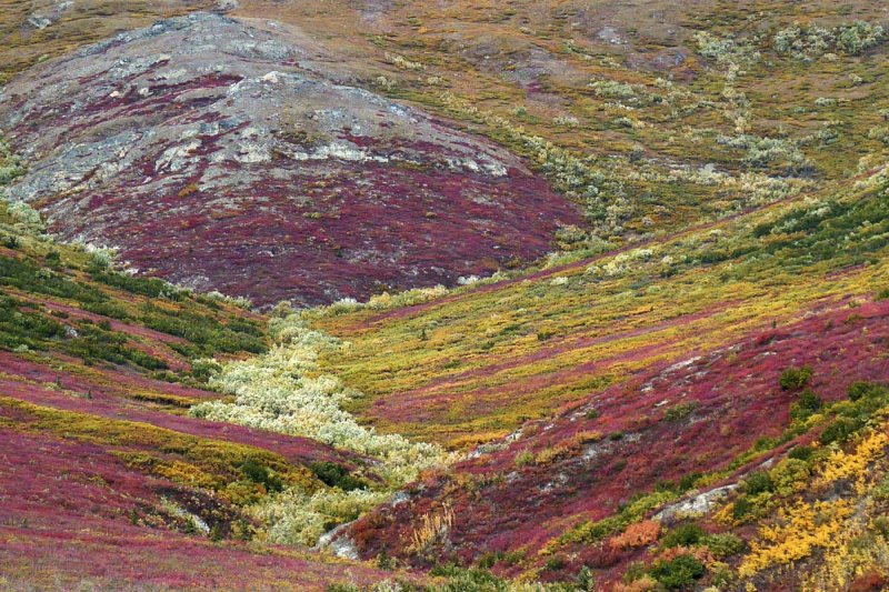 Parc Denali /  Denali Park