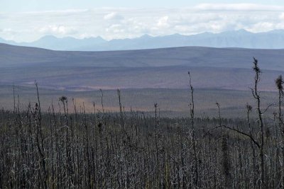 En allant vers / Going towards Delta Junction, Alaska