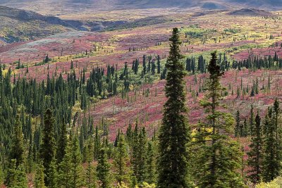 Parc Denali /  Denali Park