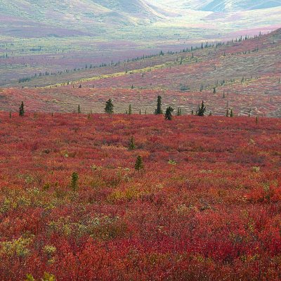 Parc Denali /  Denali Park