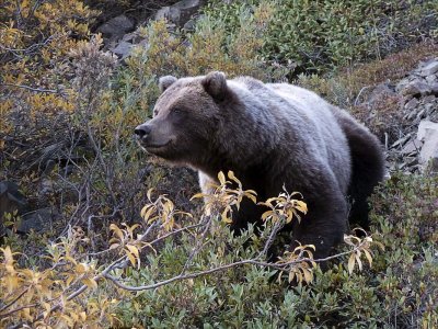 Parc Denali /  Denali Park