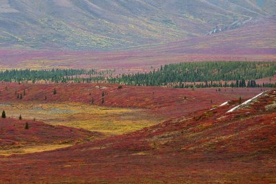 Parc Denali /  Denali Park