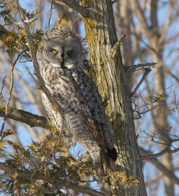 Chouette Lapone - Great Gray Owl 