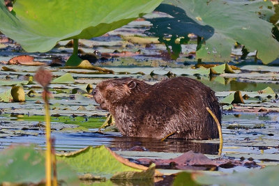 Beaver