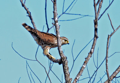 Merlin