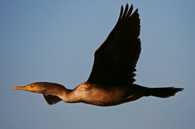 Double-crested Cormorant - juvenile