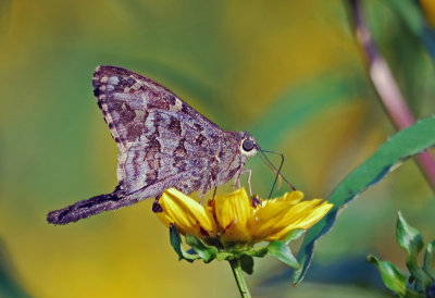 Dorantes Longtail