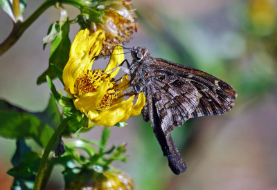 Dorantes Longtail