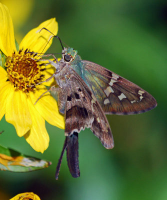 Long-tailed Skipper