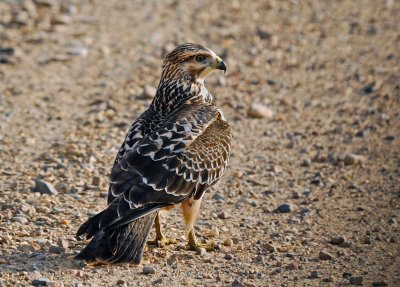 Swainson's Hawk - immature