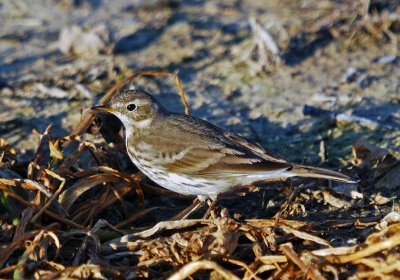 American Pipit