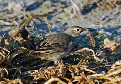 American Pipit