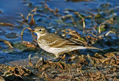 American Pipit