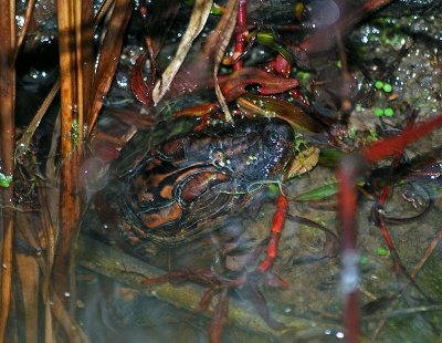 Juvenile gator in a state of brumation. 