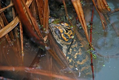 Juvenile gator in a state of brumation.