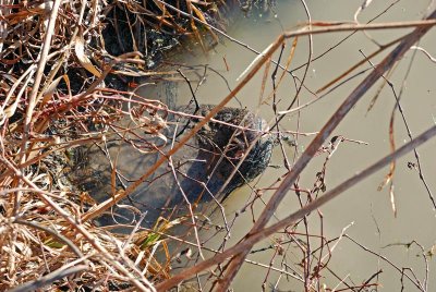 Adult Alligator in a state of Brumation.