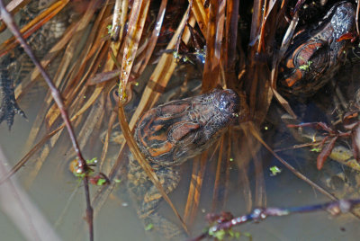 Juvenile gator in a state of brumation. 