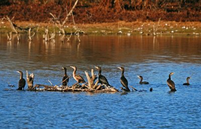 Double-crested Cormorants