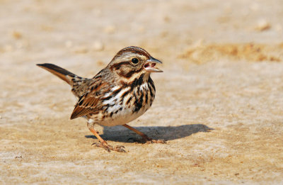 Song Sparrow