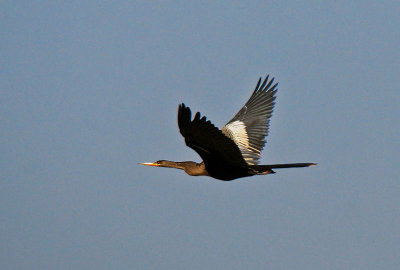 Anhinga
