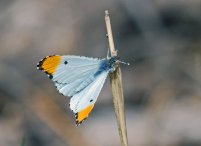 Falcate Orangetip - male