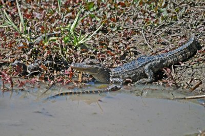 Gator brood