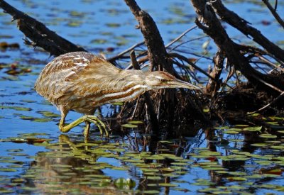 American Bittern