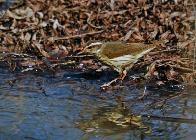 Louisiana Waterthrush