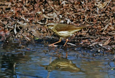 Louisiana Waterthrush