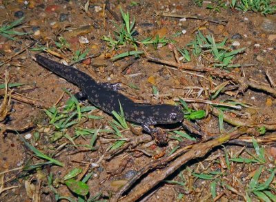 Small-mouthed Salamander