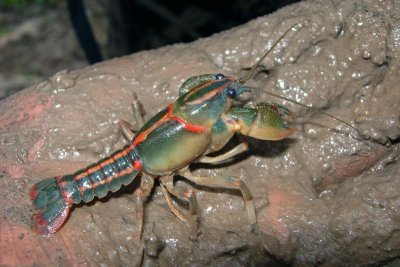 Painted Devil Crayfish